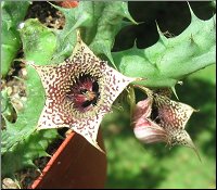 Huernia saudi-arabica 0